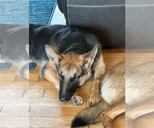 German Shepherd Dog Dogs for adoption in Roseville, MN, USA