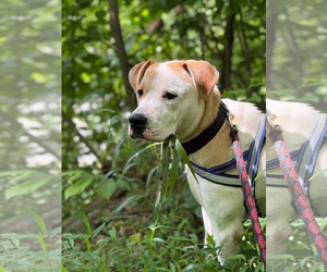 Boxer-Unknown Mix Dogs for adoption in Hinton, WV, USA