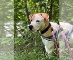 Small Boxer Mix