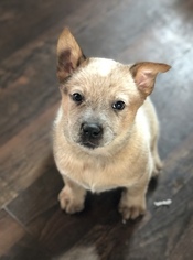 Australian Cattle Dog Puppy for sale in FUNKS GROVE, IL, USA