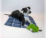 Small #3 Border Collie Mix