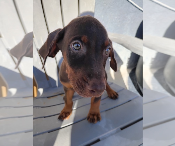 Medium Photo #6 Doberman Pinscher Puppy For Sale in DAVENPORT, FL, USA
