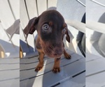 Litter of 2 - Male(s) and Female(s) Doberman PinscherLitter of Puppies for Sale - Photo #6