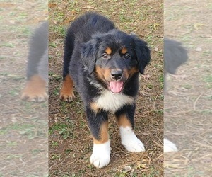 English Shepherd Puppy for Sale in CAVE IN ROCK, Illinois USA