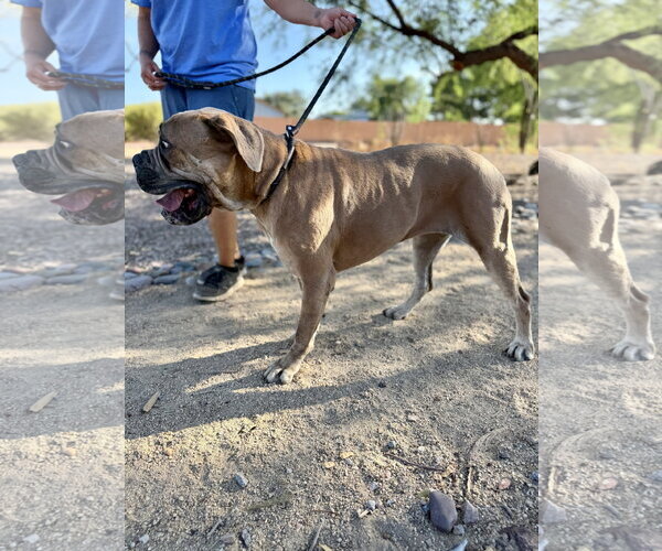 Medium Photo #2 Mastiff Puppy For Sale in Goodyear, AZ, USA