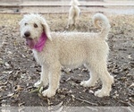 Small Photo #1 Goldendoodle Puppy For Sale in CANON, GA, USA
