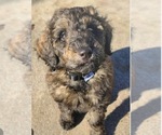 Puppy Merle Girl Goldendoodle