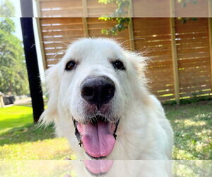 Great Pyrenees Dogs for adoption in Spring, TX, USA