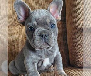 Medium French Bulldog