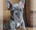 Small French Bulldog