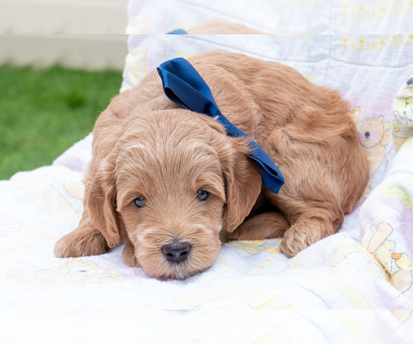 Medium Photo #2 Goldendoodle (Miniature) Puppy For Sale in ROY, UT, USA