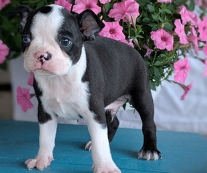 Medium Boston Terrier