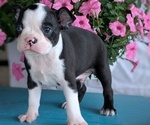 Puppy Zeus Boston Terrier