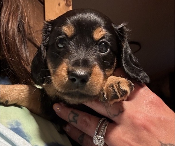 Medium Photo #2 Dachshund Puppy For Sale in TERRA ALTA, WV, USA