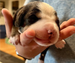 Small #4 Greater Swiss Mountain Dog