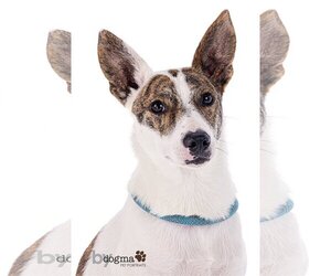 Jack Russell Terrier-Whippet Mix Dogs for adoption in Newport Beach, CA, USA