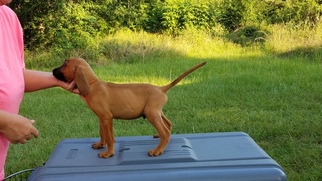 Redbone Coonhound Puppy for sale in BRYAN, TX, USA