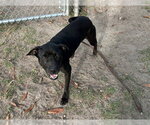 Small #1 American Pit Bull Terrier