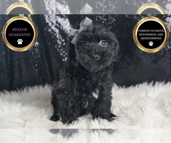 Medium Photo #2 YorkiePoo Puppy For Sale in WARSAW, IN, USA