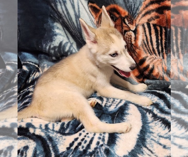 Medium Photo #3 Siberian Husky Puppy For Sale in PIEDMONT, SC, USA