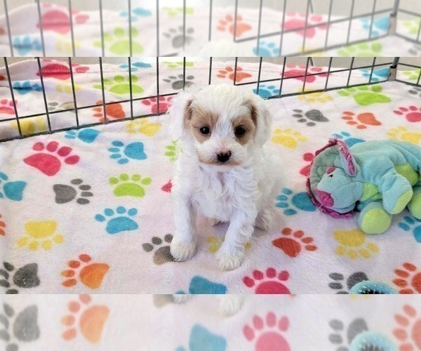 Medium Photo #12 Cavapoo (Miniature)-Poodle (Toy) Mix Puppy For Sale in ORO VALLEY, AZ, USA