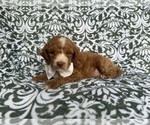 Small #3 Cockapoo (Miniature)