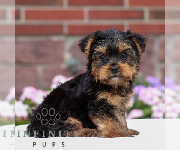 Medium Photo #3 Yorkshire Terrier Puppy For Sale in REINHOLDS, PA, USA