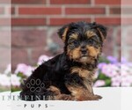 Small #2 Yorkshire Terrier