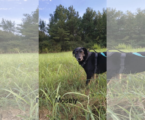 Medium Photo #7 German Shepherd Dog-Unknown Mix Puppy For Sale in Farmerville, LA, USA