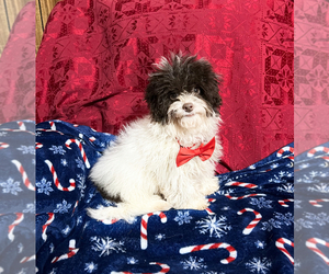 Cavapoo Puppy for sale in JEFFERSONVILLE, IN, USA