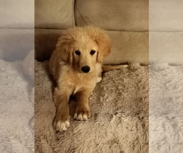 Medium Photo #5 Golden Retriever-Unknown Mix Puppy For Sale in HOPKINSVILLE/PRINCETON, KY, NH, USA