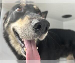 German Shepherd Dog-Unknown Mix Dogs for adoption in Houston, TX, USA