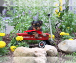 Small #9 Yorkshire Terrier