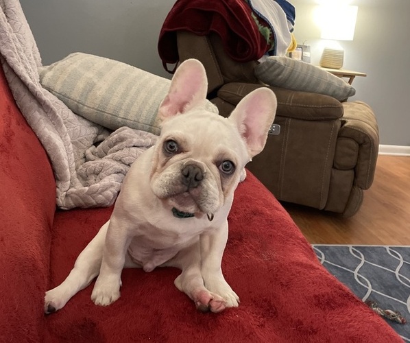 Medium Photo #1 French Bulldog Puppy For Sale in SHERWOOD, AR, USA
