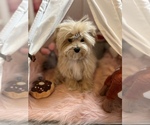 Small Photo #4 Maltipoo Puppy For Sale in SYLMAR, CA, USA