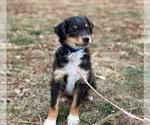 Puppy Cash Miniature Australian Shepherd
