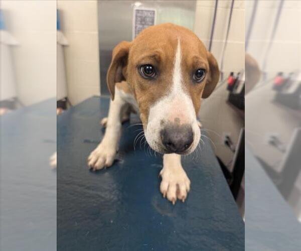 Medium Photo #1 Beagle-Unknown Mix Puppy For Sale in Mobile, AL, USA