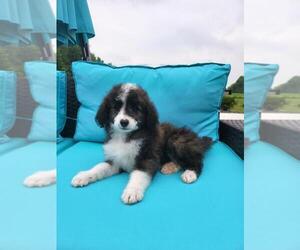 Miniature Bernedoodle Puppy for sale in FRANKLIN, IN, USA