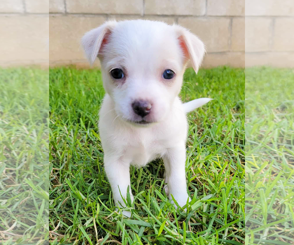 Medium Photo #3 Chihuahua-Unknown Mix Puppy For Sale in Corona, CA, USA