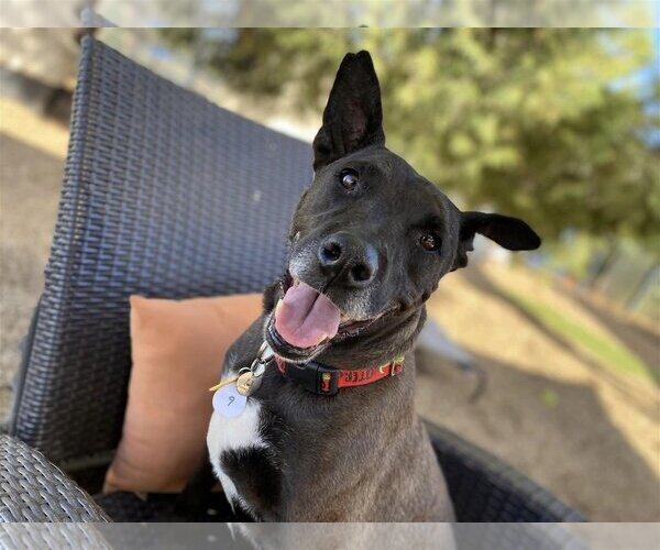 Medium Photo #1 American Pit Bull Terrier-Labrador Retriever Mix Puppy For Sale in  Ramona, CA, USA