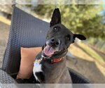 Small American Pit Bull Terrier-Labrador Retriever Mix