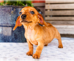Small Photo #38 Dachshund Puppy For Sale in WAKARUSA, IN, USA