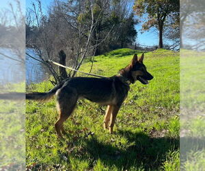 Crackers - Female German Shepherd Dog Dog for Adoption - Photo #2