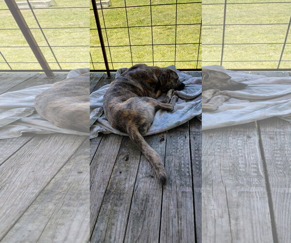 Medium Photo #7 Great Pyrenees-Plott Hound Mix Puppy For Sale in McKinney, TX, USA