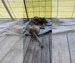 Small #6 Great Pyrenees-Plott Hound Mix
