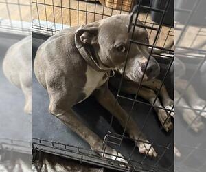 American Staffordshire Terrier-Unknown Mix Dogs for adoption in San Antonio, TX, USA