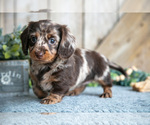 Small Photo #3 Dachshund Puppy For Sale in GREENWICH, OH, USA