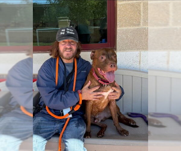 Medium Photo #4 American Pit Bull Terrier-Unknown Mix Puppy For Sale in Derwood, MD, USA