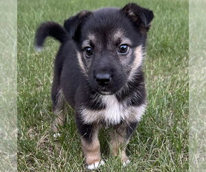 German Shepherd Dog-Unknown Mix Dogs for adoption in Minneapolis, MN, USA