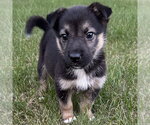 Small German Shepherd Dog Mix